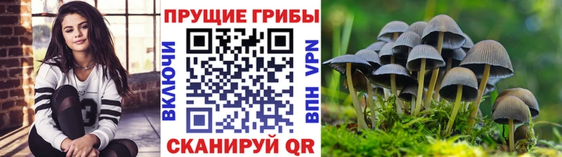 Псилоцибиновые грибы Psilocybe  дарнет шоп  Грозный 